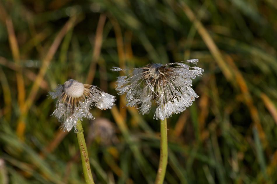 wilted dandelion in the garden