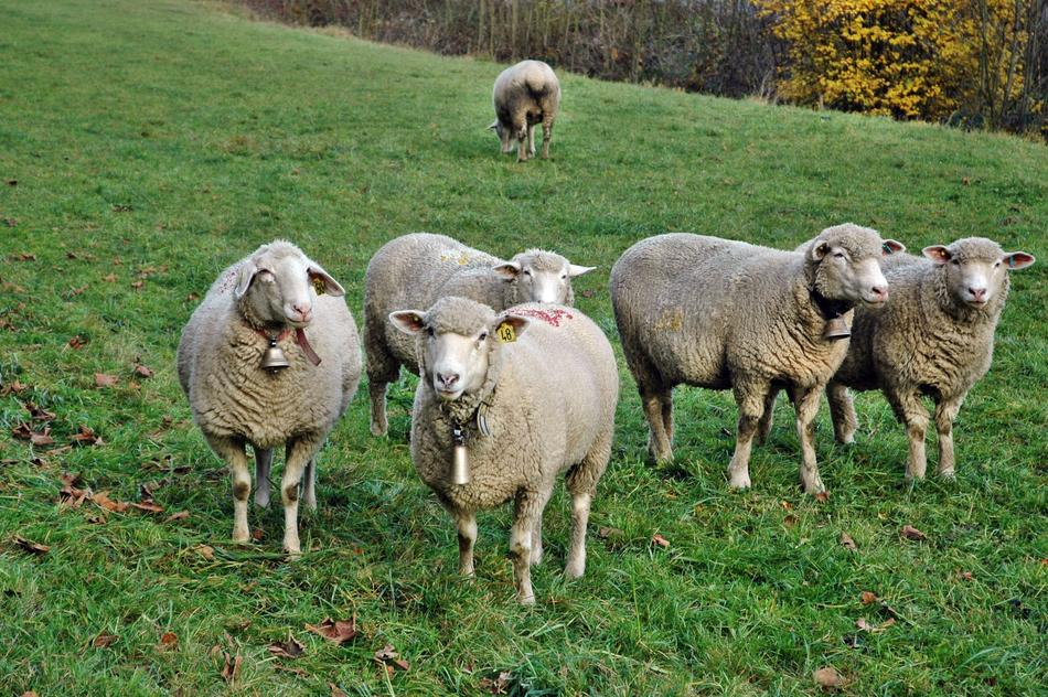walking flock of fluffy sheep