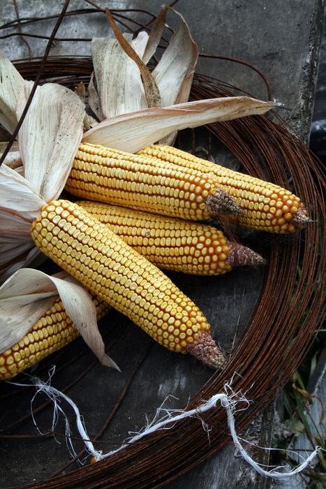 Sweet boiled corn in a pot
