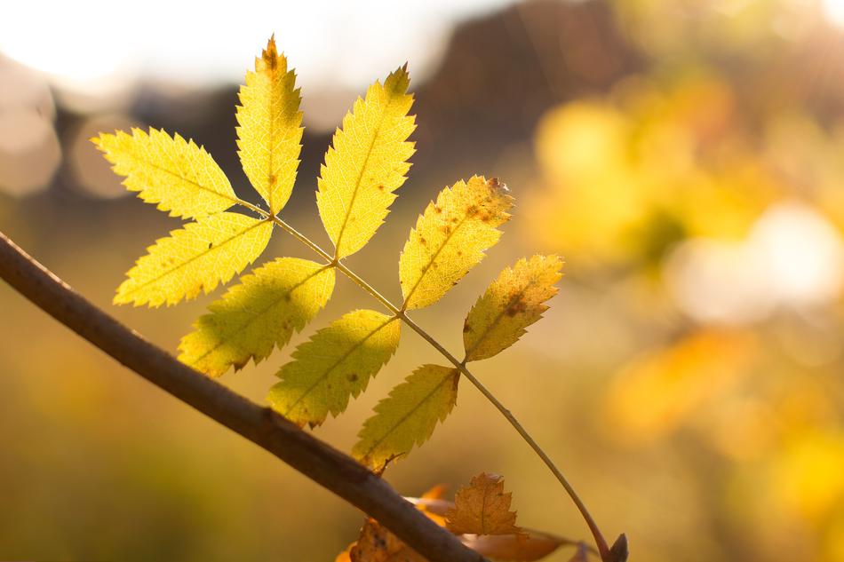 Autumn Foliage Sunny