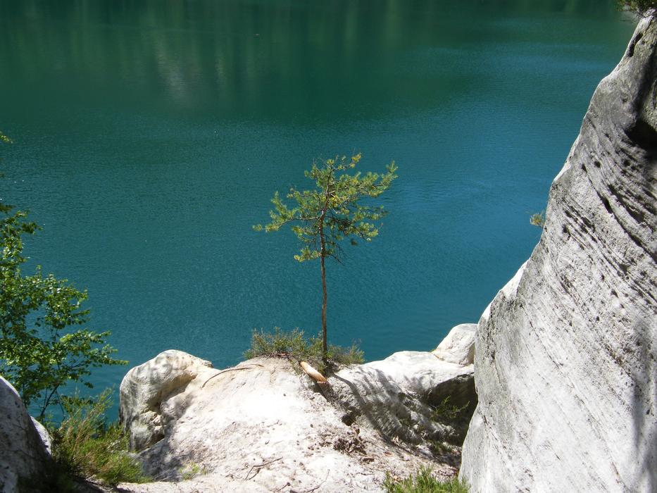 tree on a thin pole in the mountains near a lake