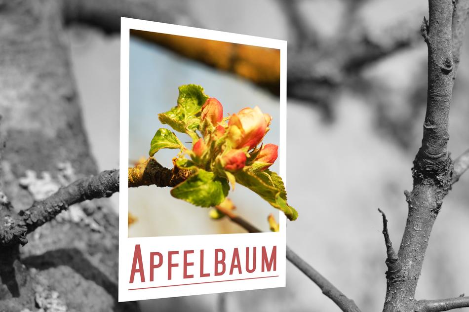 Apple Tree Blossom