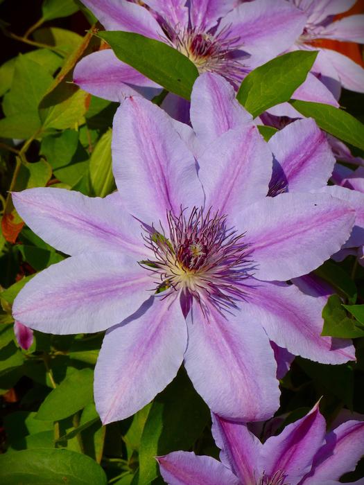 Growing a beautiful flower