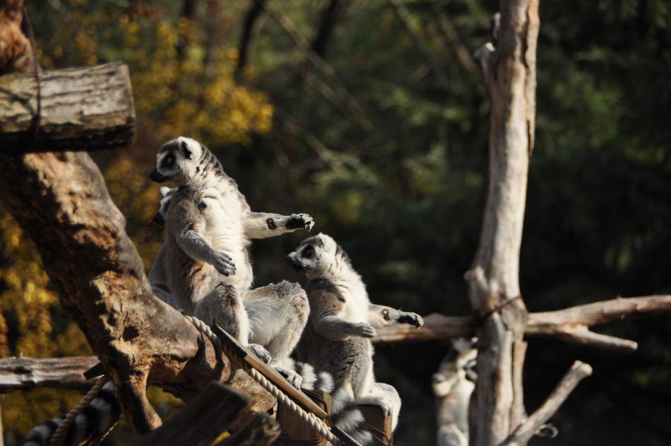 Cute lemurs in a tree at the zoo