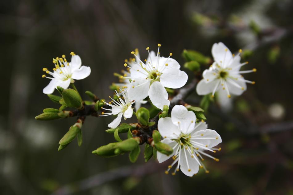small white flowers on a tree