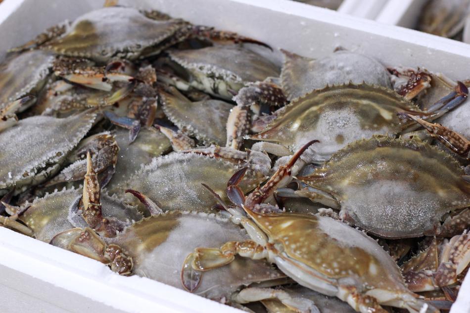 raw crabs in a box harvest