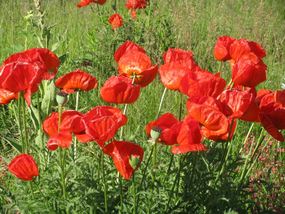 Poppies in bloom in the garden