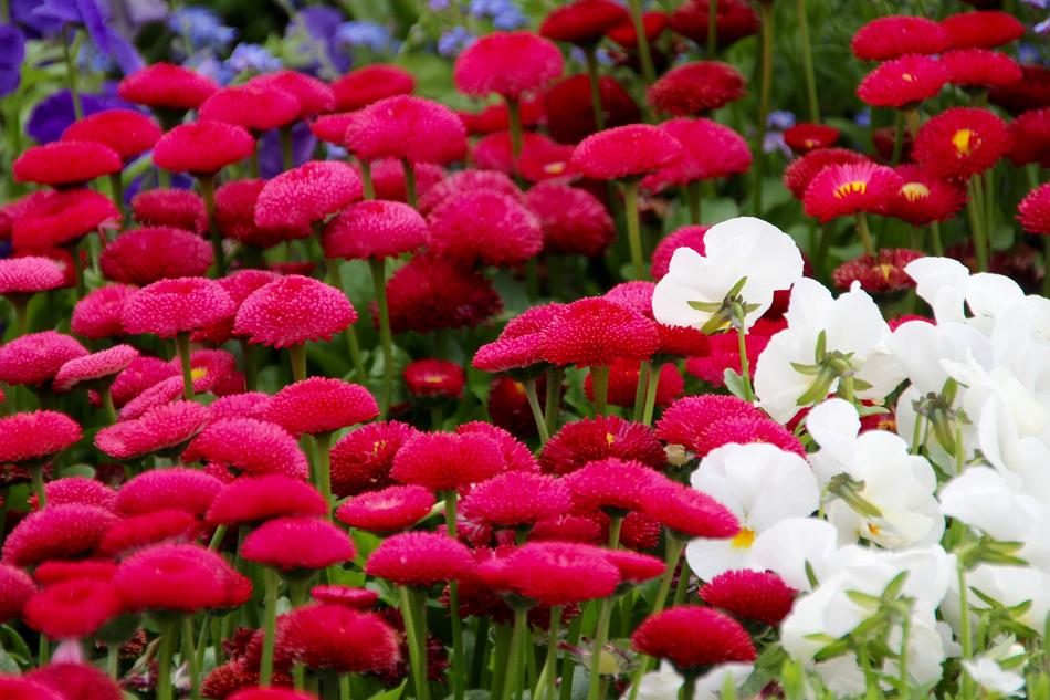 colorful flowers in the garden fragrant