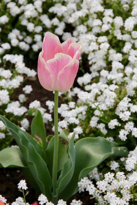 Tulip Gloeckchenblume and Green leaves