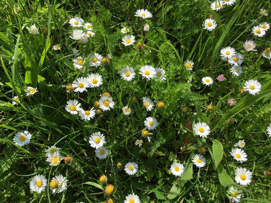 white blooming daisies on the field in summer