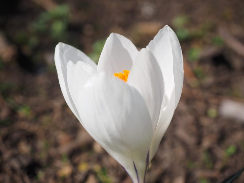 white crocus close-up on a blurred background