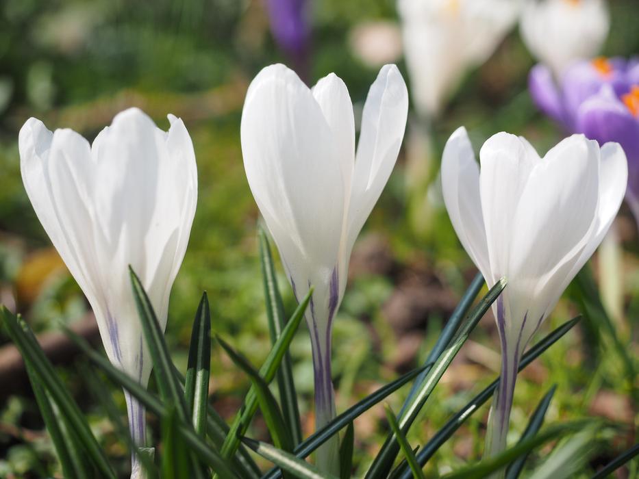 three white crocuses in the forest