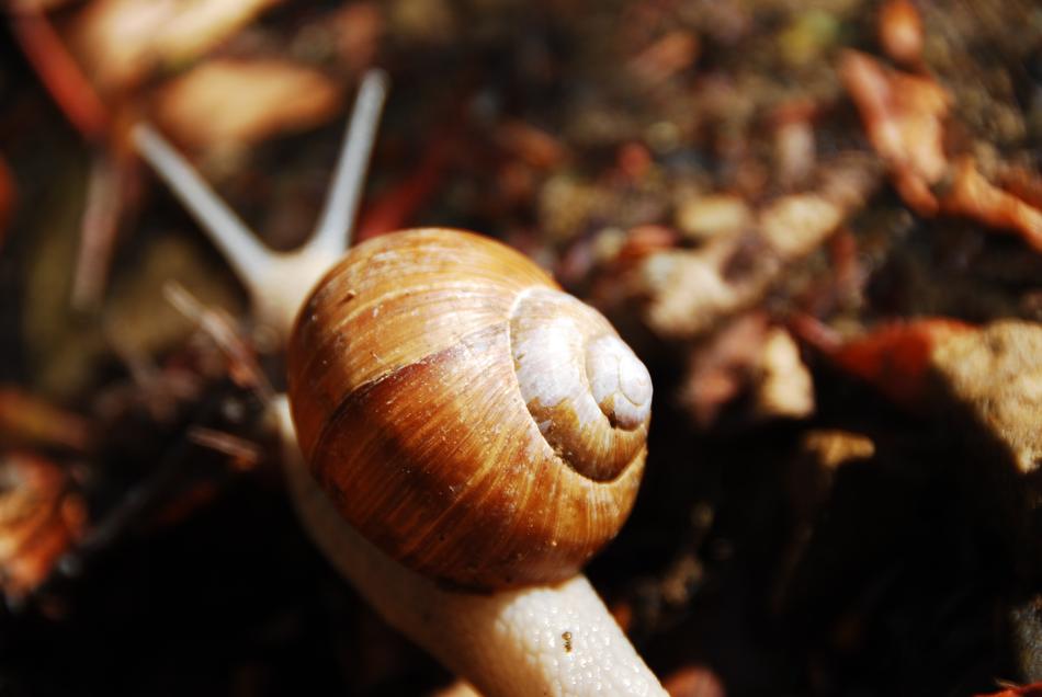 large snail crawl