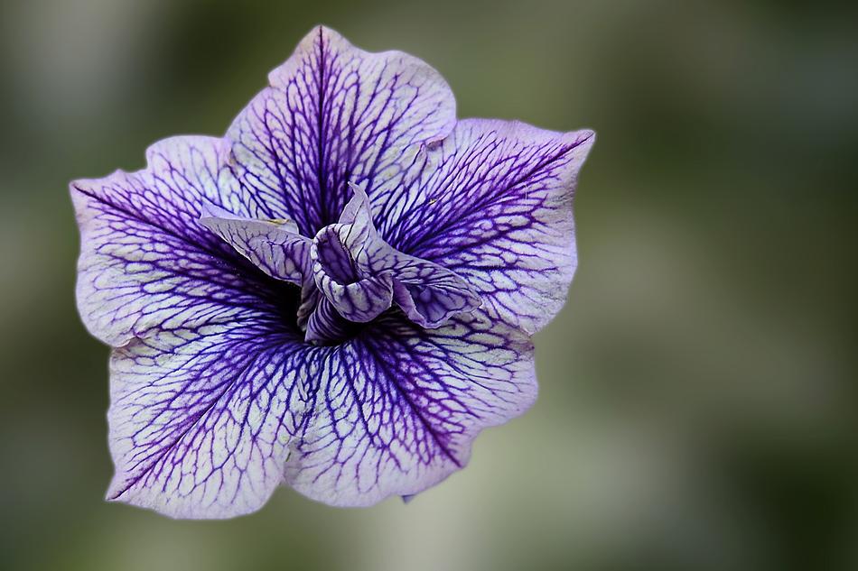 Edelgeranie Violet Blue