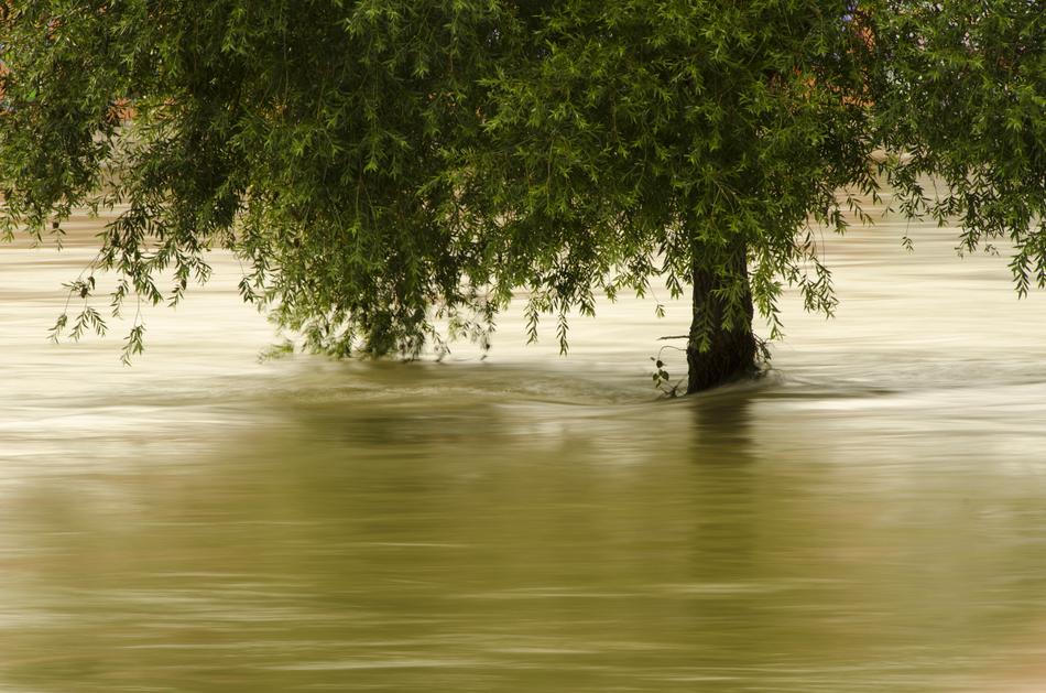Green Tree Leaves