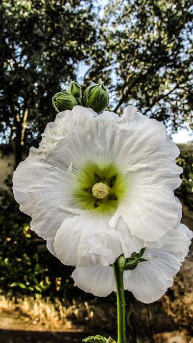 Close-up of the beautiful, white and green flowers in the garden in Dherynia, Cyprus