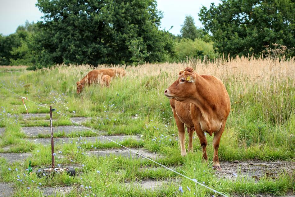 cows grazing in a field