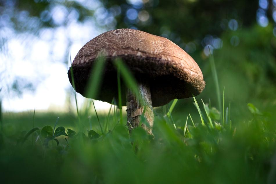 brown mushroom in green grass