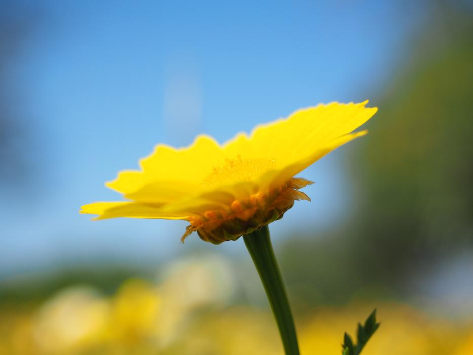 Crown Anthemideae Flower Blossom