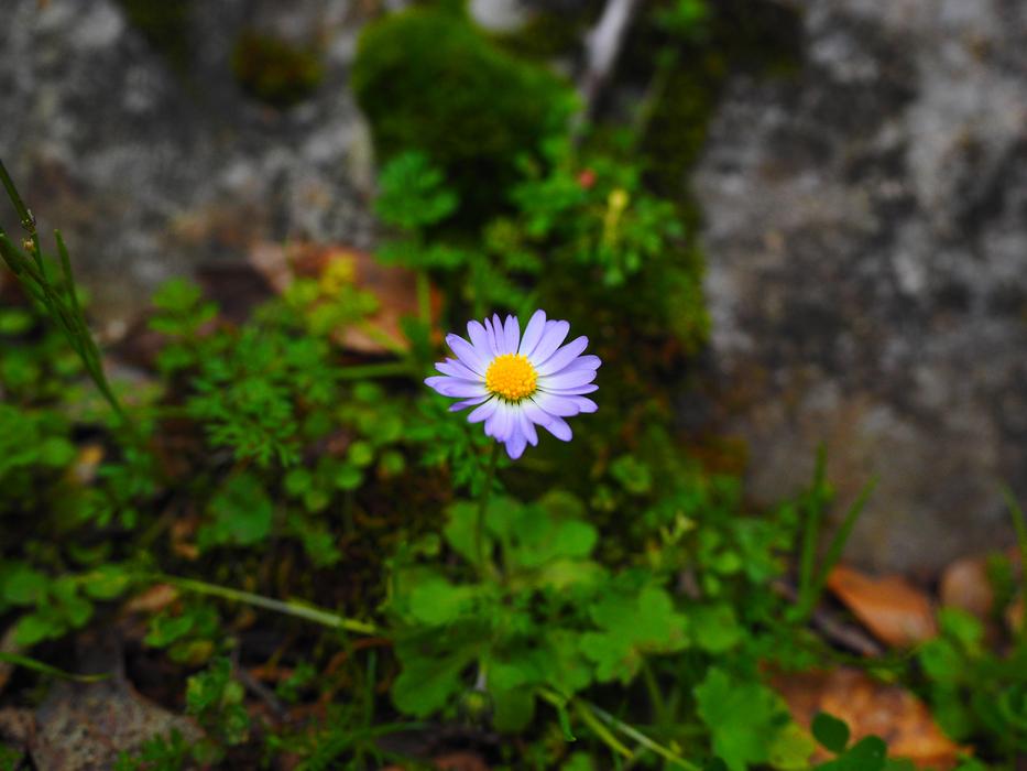 Annual Daisy Blossom in garden