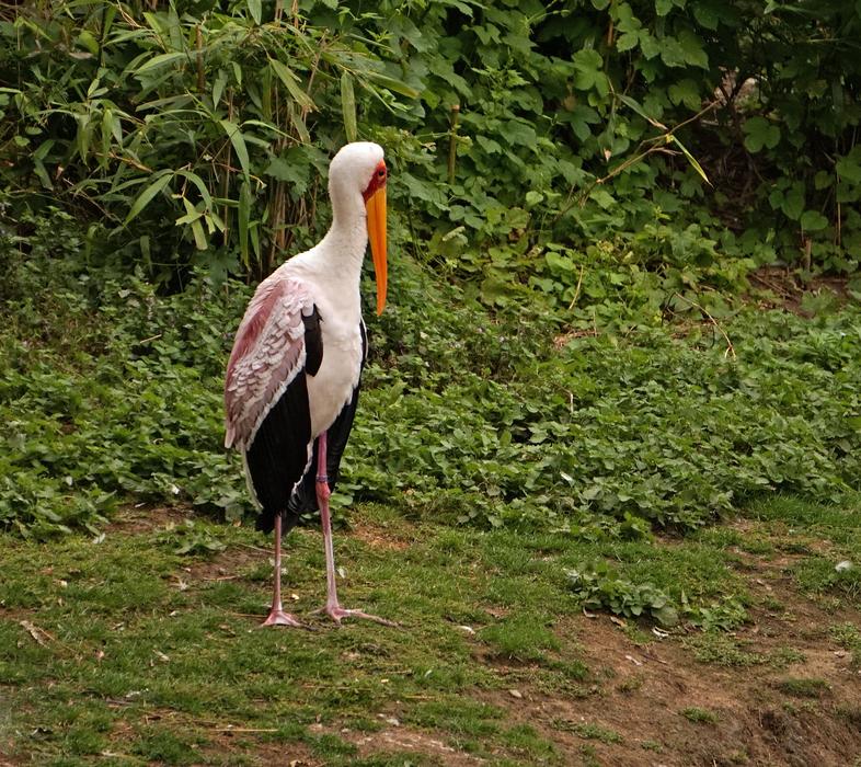 beautiful stork in the zoo