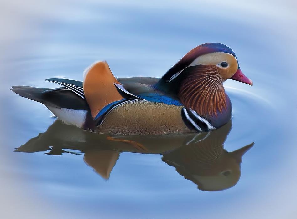 floating beautiful colored duck