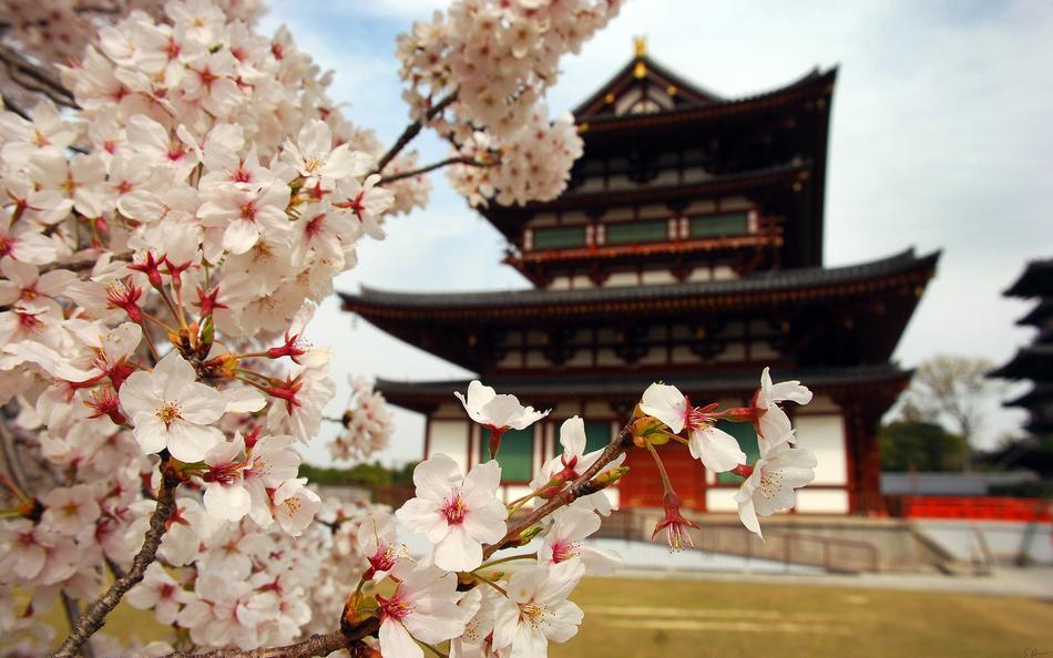 Beautiful landscape with the colorful sakura flowers near the building in Japan