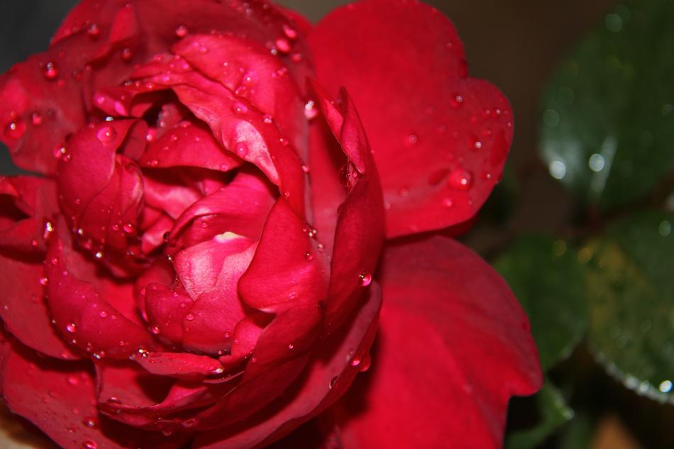 water drops on Red Roses Flower