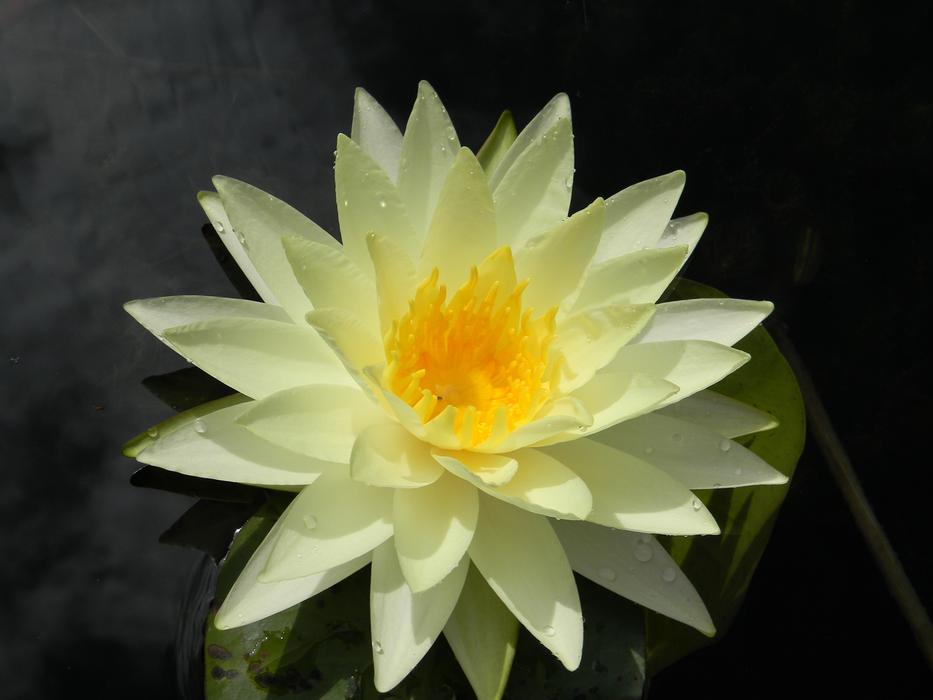 creamy water lily flower on water