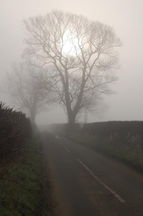 Tree Sun Mist