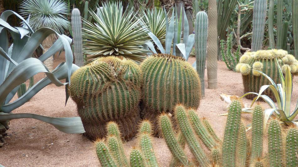 Cactus in Marrakech