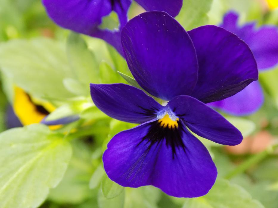 fragrant spring flowers