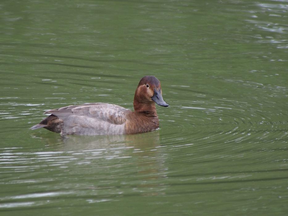 floating duck in a pond