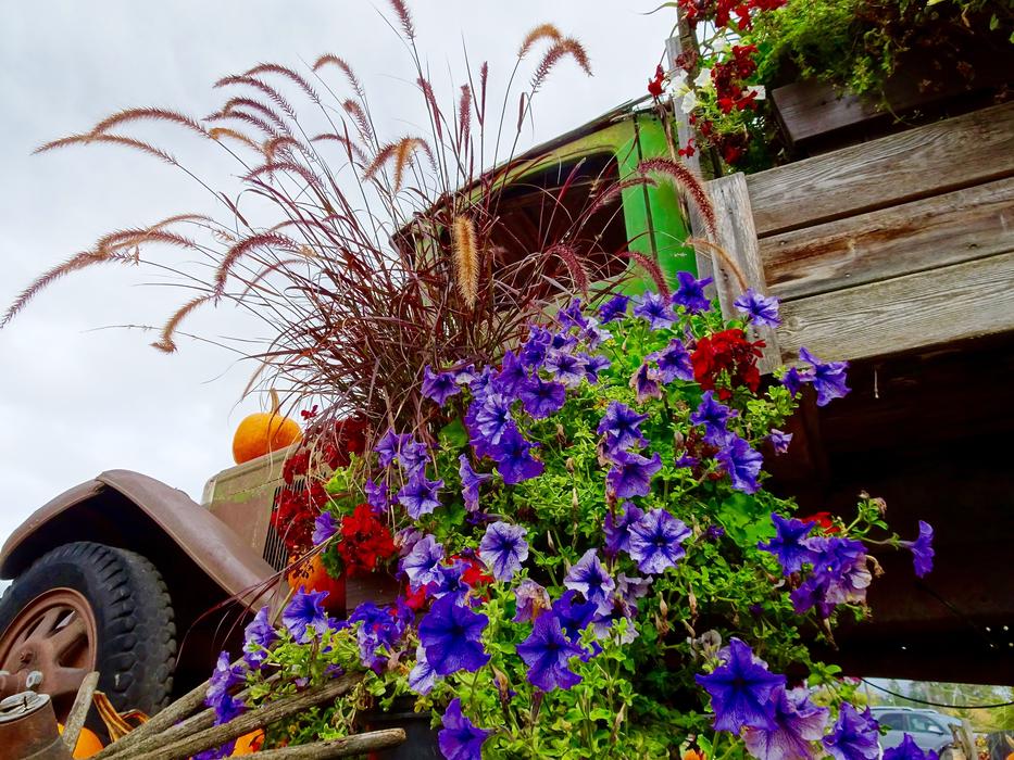 Blooming Flowers Floral