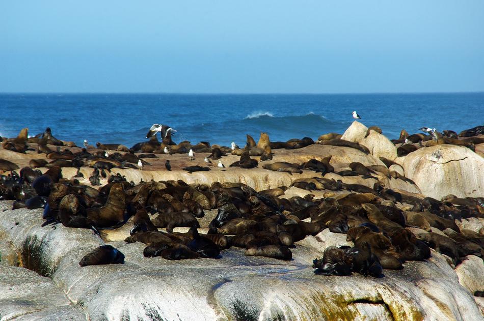 resting seals on the beach