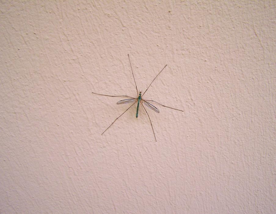 big mosquito on a white wall