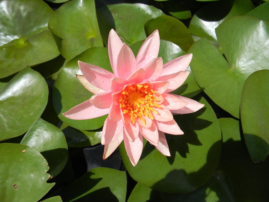 Water Lily Flower