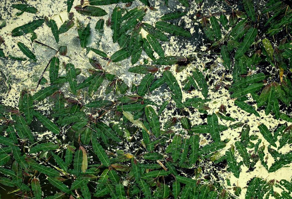 pollution of the forest on the pond