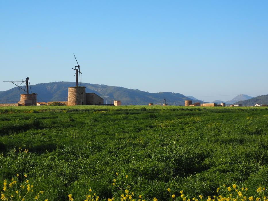 windmill in a field of grass