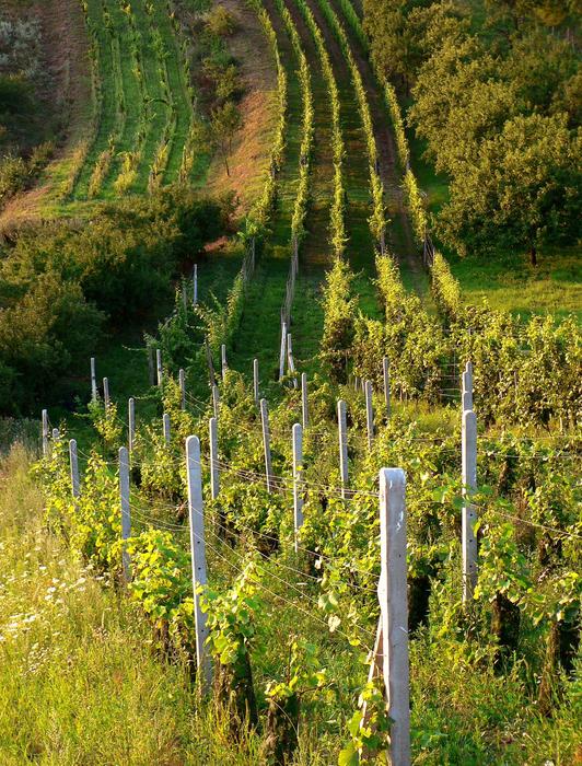 field with beautiful grape bushes