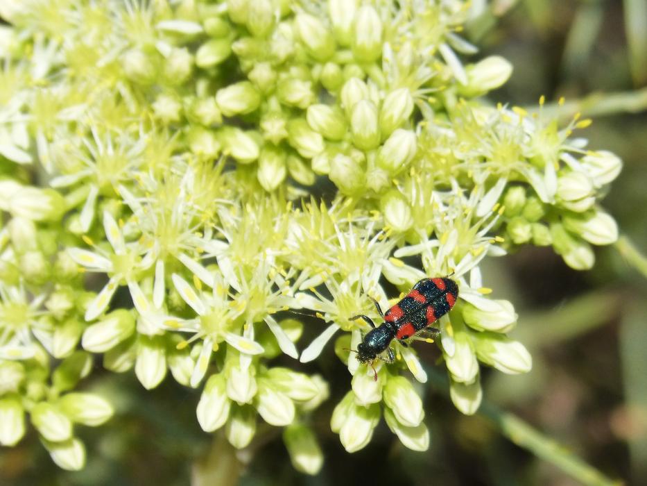 Trichodes Apiarius Coloptero insect