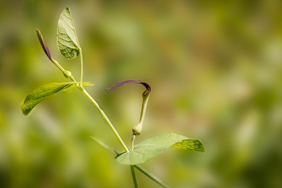 leaf sprouts on a branch