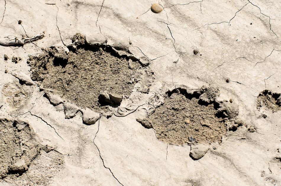 Footprint In Mud Muddy