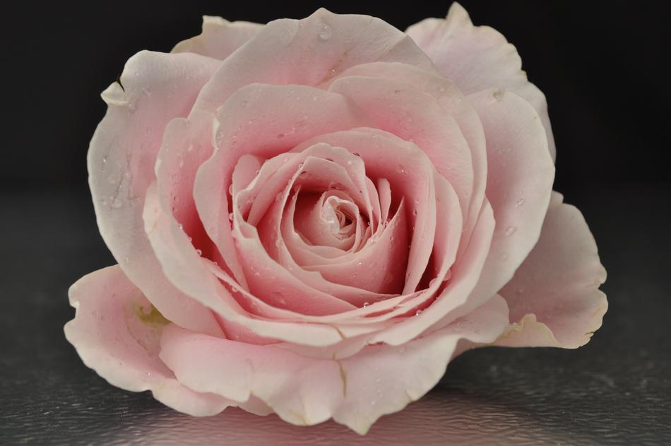 Rose Pink Flower