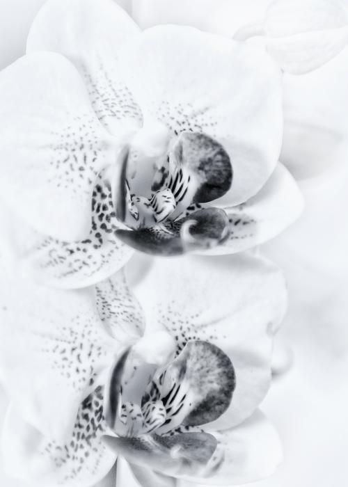 Phalaenopsis in monochrome