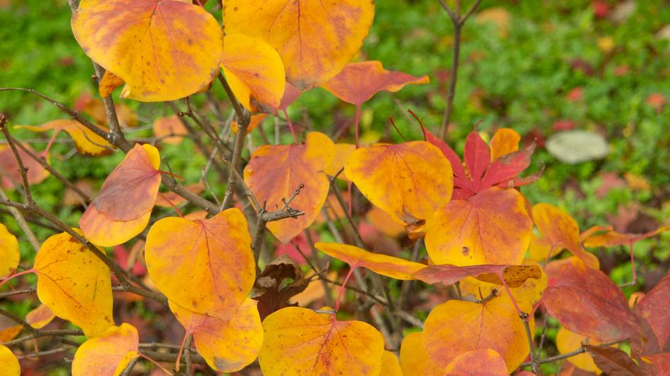 Autumn leaves in the grass in the garden