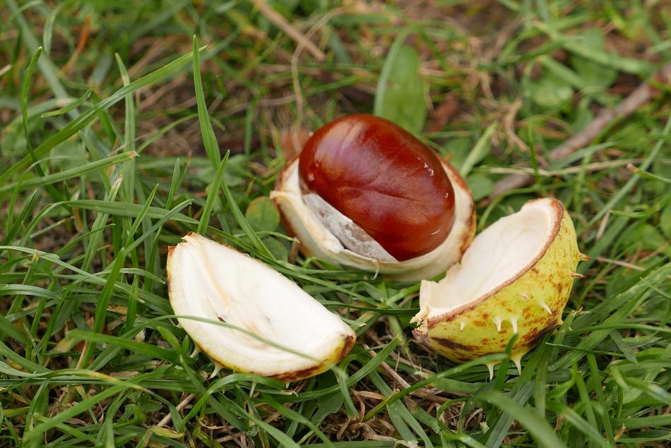 cracked walnut on the green grass