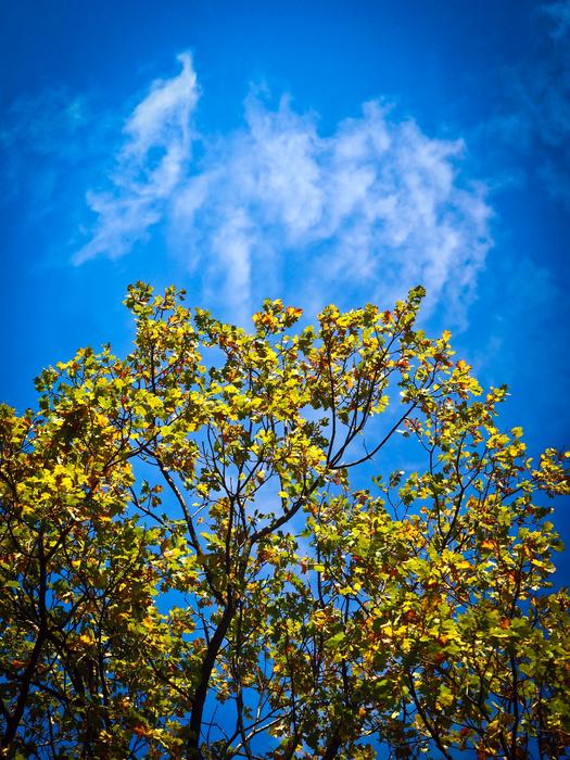 Autumn Tree Golden In