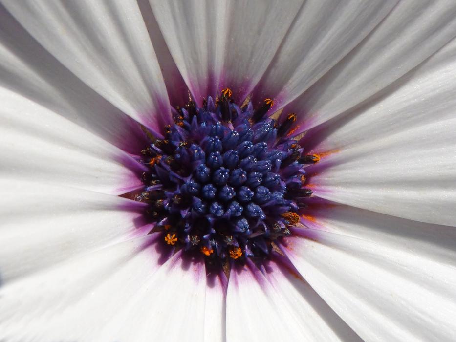 detailed photo of Daisy Flower Chalice