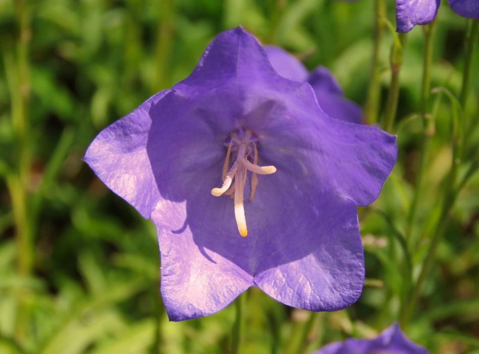 Harebell Purple Flower
